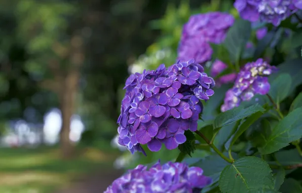 Picture flowers, branches, background, Bush, flowering, lilac, hydrangea