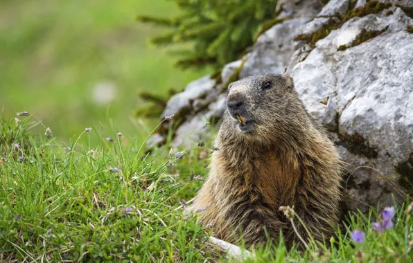 Picture grass, glade, stone, needles, marmot, rodent