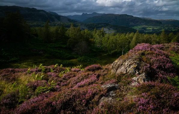 Picture forest, stones, hills, Heather