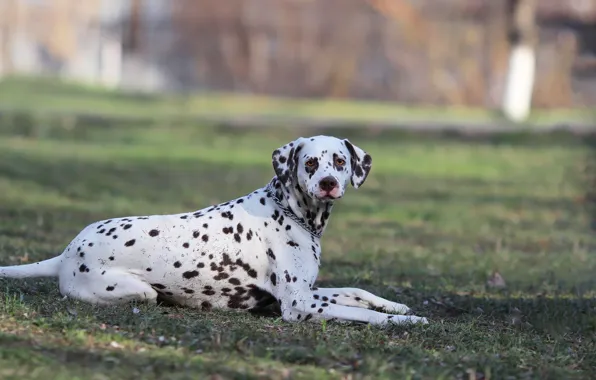 Picture background, each, dog, Dalmatians