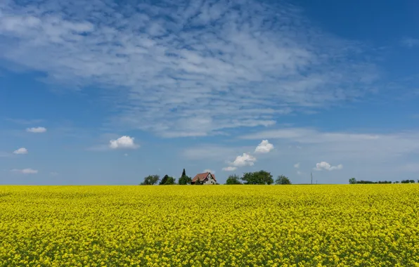 Picture field, clouds, flowers, yellow, village, meadow, space, house, blue sky, rape, rapeseed field