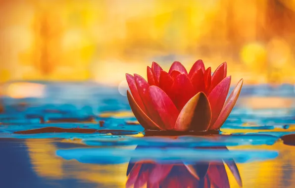 Picture water, petals, Lily, water Lily