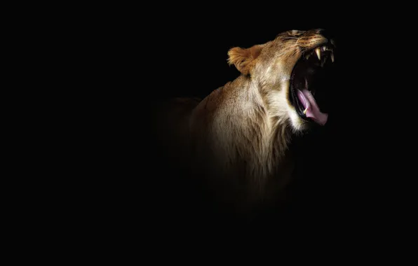 Picture language, face, darkness, mouth, fangs, black background, lioness, wild cat, black, roar, terrible