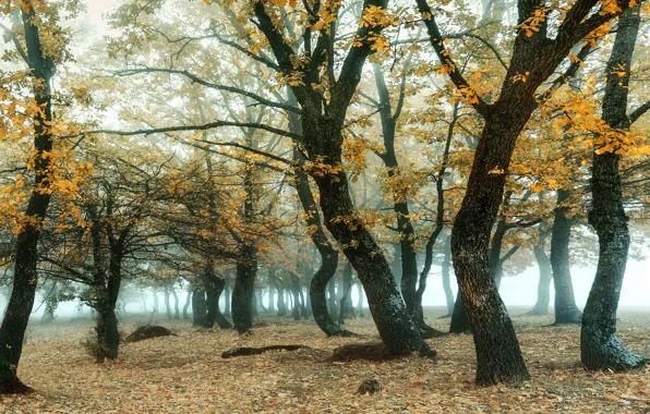 Picture autumn, forest, branches, fog, foliage, grove, oaks