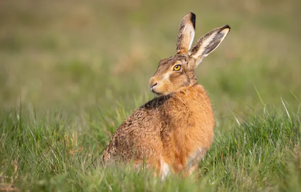 Picture grass, look, nature, glade, hare, face, sitting