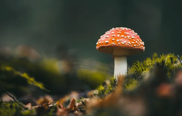 Picture mushroom, moss, mushroom