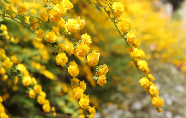 Picture flowers, branches, Bush, yellow, flowering, bokeh, Kerry, kerria Japanese