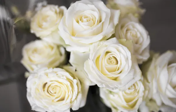 Picture flowers, roses, bouquet, white