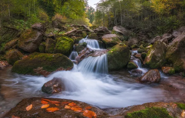 Picture autumn, forest, river, stones, Russia, cascade, Karachay-Cherkessia, River Rozhkoa