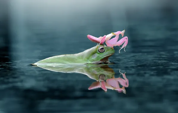Picture look, water, reflection, background, pink, frog, mantis, insect, a couple, sitting, pond, swimming, bokeh, on …
