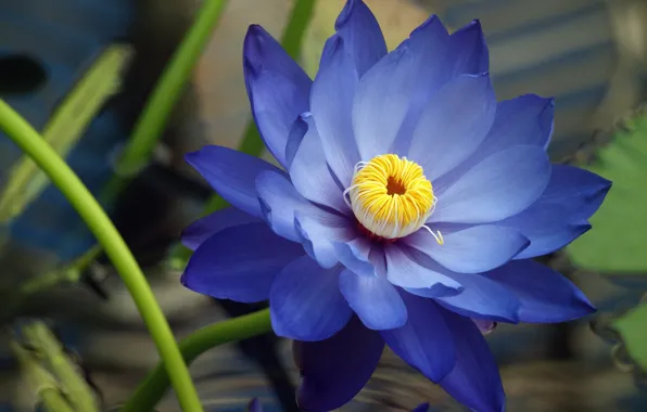 Picture flower, macro, blue, blue, Nymphaeum, water Lily