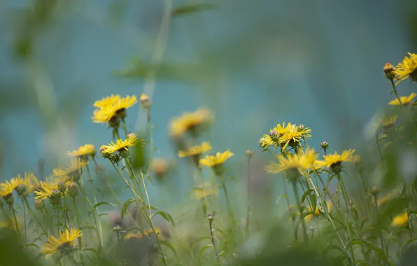 Picture greens, summer, grass, flowers, glade, spring, yellow, flowers, field, bokeh