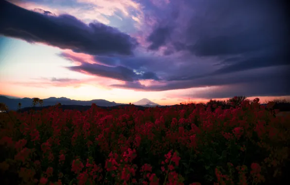 Picture field, summer, the sky, clouds, sunset, flowers, mountains, clouds, the evening, space, red, twilight
