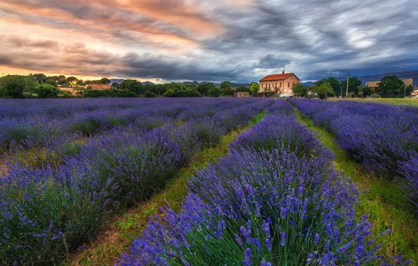 Picture house, lavender, plantation, lavender field