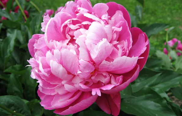 Picture Flower, Petals, Peony