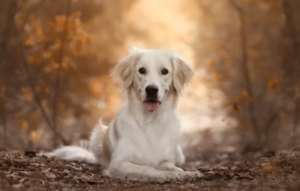 Picture autumn, nature, dog, Labrador, Retriever