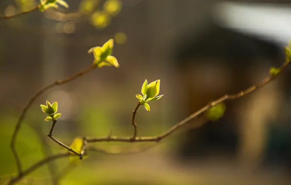 Picture young leaves, the branches of a tree, blur bokeh
