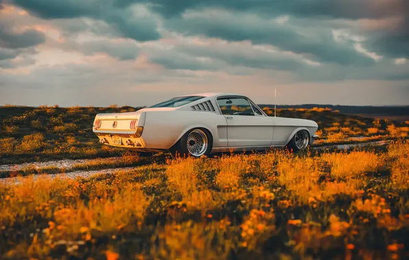 Picture Mustang, Ford, Shelby, Car, Sunset, GT350