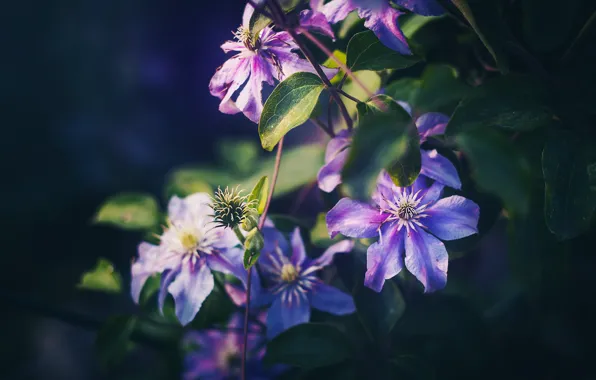 Picture leaves, flowers, the dark background, garden, lilac, bokeh, clematis