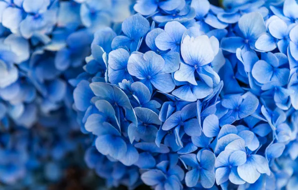 Picture flowers, blue, a lot, inflorescence, bokeh, hydrangea