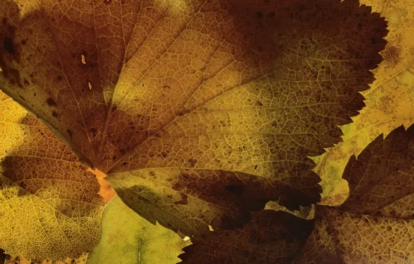 Picture leaves, macro, texture, Martin Dollenkamp