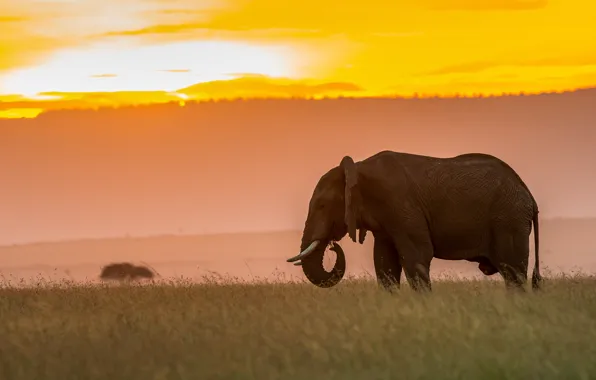 Picture sunset, nature, elephant