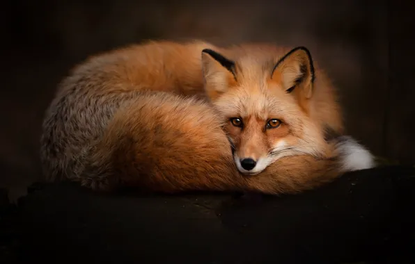 Picture look, face, background, Fox, red