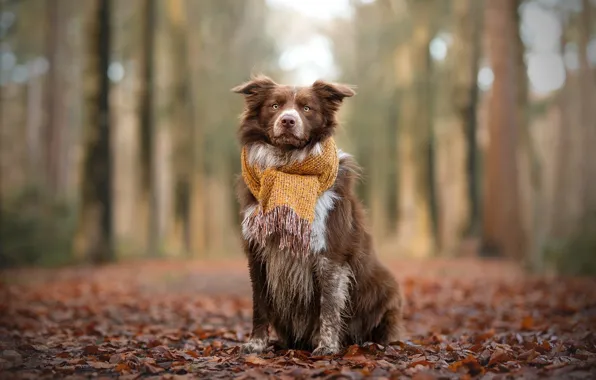 Picture autumn, forest, trees, Park, foliage, dog, scarf, red, sitting, bokeh, the border collie, autumn leaves