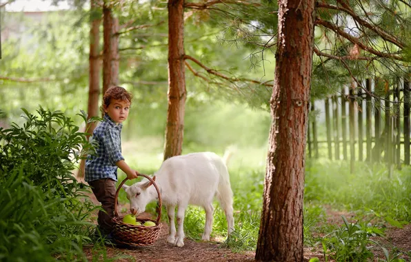 Picture summer, trees, nature, animal, basket, apples, the fence, boy, baby, child, goat, The Podkovyrov Constantine