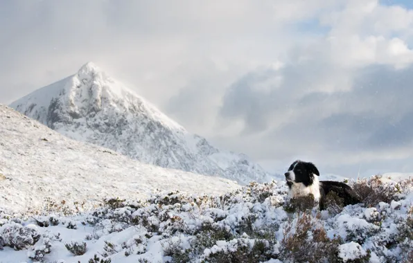 Picture cold, winter, clouds, snow, mountains, dog, lies, the border collie, snowy peaks