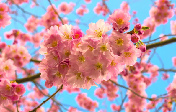 Picture the sky, leaves, flowers, branches, cherry, spring, Sakura, gentle, pink, flowering, blue background, bokeh