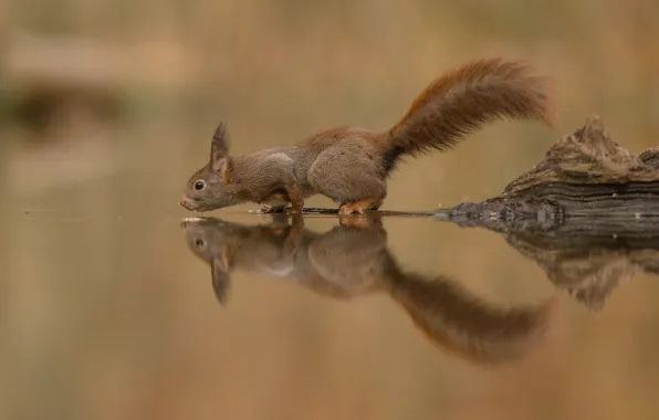 Picture water, reflection, protein, tail