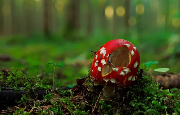 Picture greens, autumn, forest, red, glade, mushroom, moss, holes, bokeh