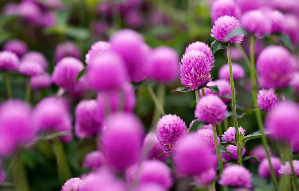 Picture flowers, glade, meadow, clover, pink, bokeh
