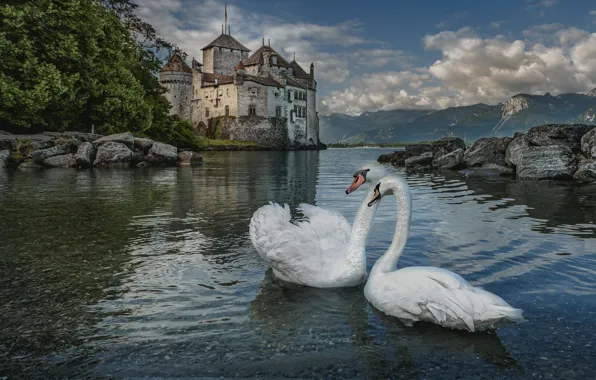 Picture landscape, birds, nature, lake, stones, castle, Switzerland, swans, Lake Geneva, Chillon castle, Chillon