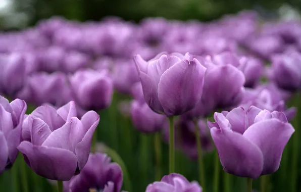 Picture purple, tulips, buds, lilac