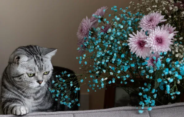 Picture cat, cat, flowers, pose, sofa, bouquet, grey, face, chrysanthemum, Scottish, tabby