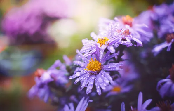 Picture drops, flowers, background, garden, lilac, bokeh, asters