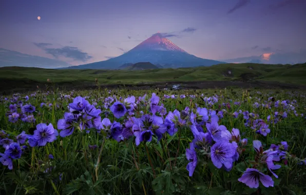 Picture flowers, the evening, meadow, Kamchatka, volcano