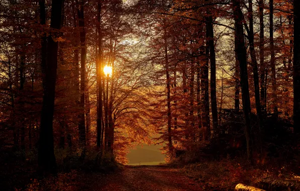 Picture autumn, forest, the sun, light, trees, sunset, branches, path