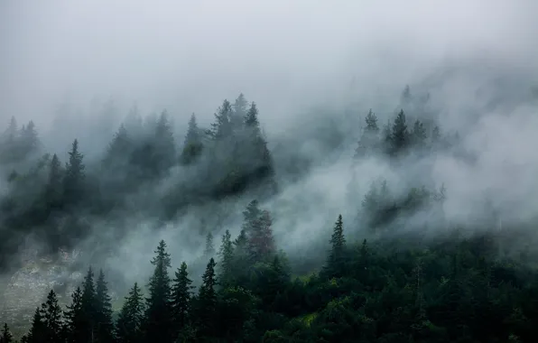 Picture forest, trees, nature, fog