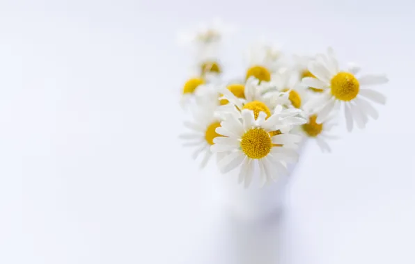 Picture chamomile, white background, a bunch