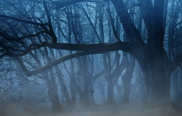 Picture forest, trees, night, branches, nature, fog, twilight