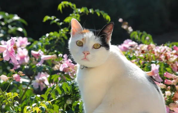 Picture cat, summer, cat, look, face, light, flowers, pose, garden, white, pink, bokeh, spotted