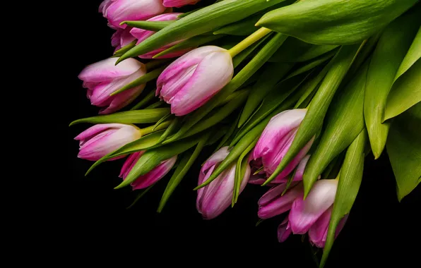 Picture flowers, bouquet, tulips, pink, fresh, pink, flowers, beautiful, romantic, tulips, spring