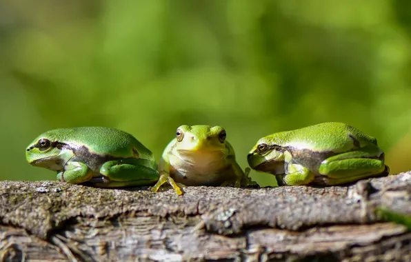 Picture frog, green, frogs, three, log, trio, green background, bokeh, poses