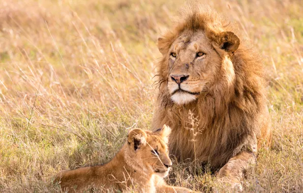 Picture lion, animal, pet, leo
