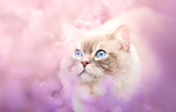 Picture cat, cat, look, flowers, nature, glade, blur, face, pink background, bokeh, ragdoll