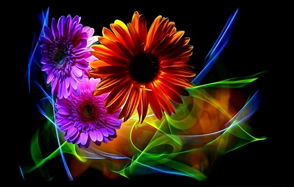 Picture flowers, abstraction, rendering, petals, black background, gerbera, picture, neon light, floral fantasy, lines of light
