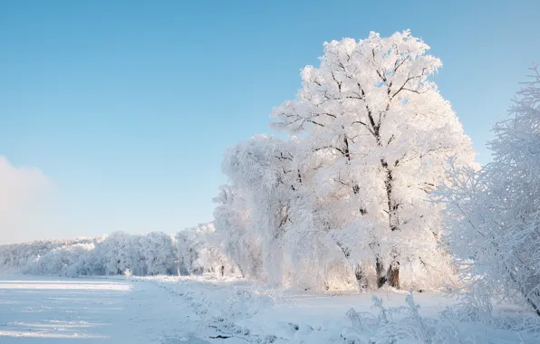 Picture winter, frost, snow, trees, landscape, nature, Константин Леонтьев